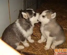 彭布罗克威尔士柯基犬照片柯基照片彭布罗克柯基照片我们来玩个亲嘴游戏吧.bmp可爱的狗友们wenqin123