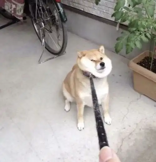 春节的你真是太太太委屈了