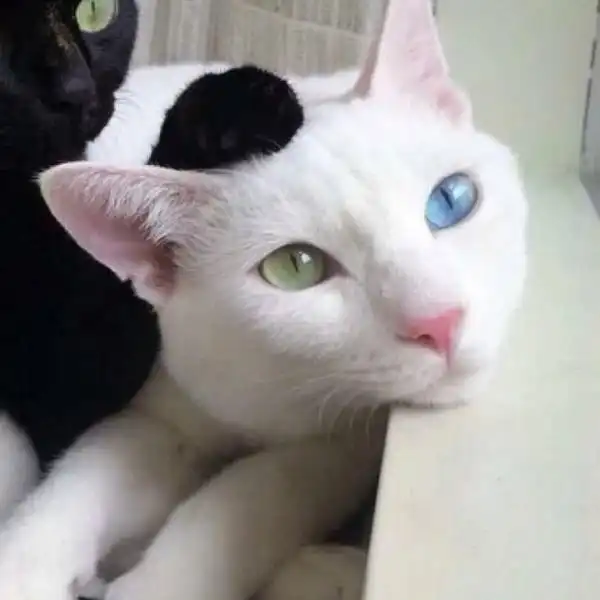 找一下此图的黑黑猫的情侣头像