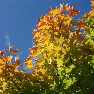 枫叶微信头像最好看的枫叶微信头像图片