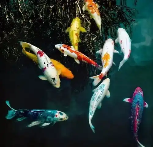 测试一个超长简介的文章