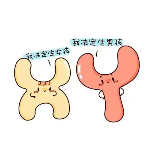 生男生女谁决定远不止y生男,x生女那么简单