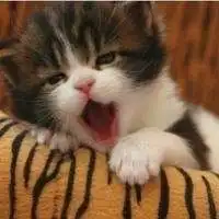猫狗头像一起情侣头像微信头像图片大全