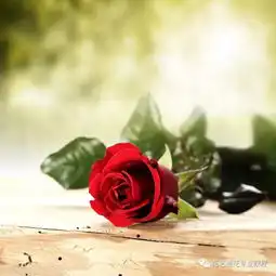 50种常见花材的花语建议收藏