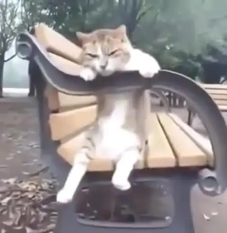 猫趴在公园椅子上,一脸忧郁的表情引人好奇,网友是不是失恋了