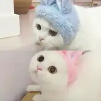 微信情侣萌可爱猫咪头像图片微信头像图片大全