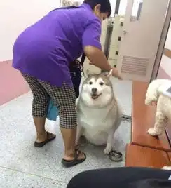 足球狗的情人节,是在幸福的吃狗粮吗