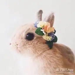 兔子变身潮鞋,跑遍全球,赢了乌龟