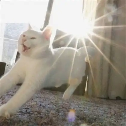 可爱猫咪头像,可爱玩耍的白色小猫