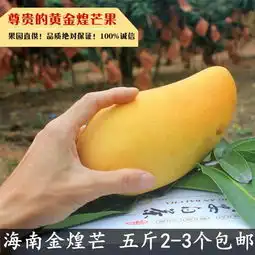 金煌芒报价厂家