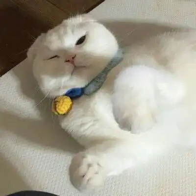 微信头像猫咪图片大全2020年猫微信头像图片