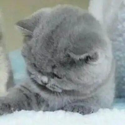 猫猫啊啊啊啊猫咪情侣头像