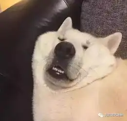 不是我想偷懒,是睡意来得太突然