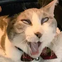 电你猫猫图表情包微信头像图片大全