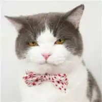 2019最新萌猫咪情侣头像一对