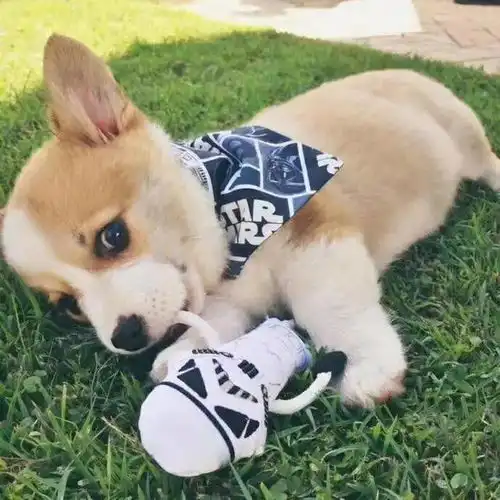 养狗须知没事最好别惹这6种狗狗,不然它们很容易咬人