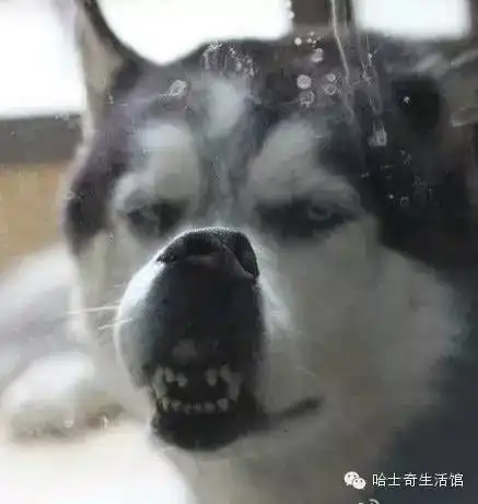 谁来拯救这些可怜的哈士奇它发生了什么事呢