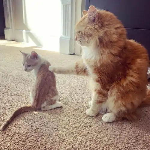 害羞小猫胆小到不敢下床,热情大猫彻底改变他