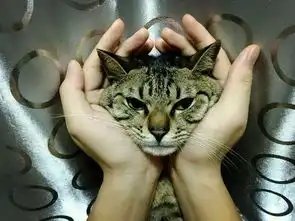 女孩赞叹猫咪脾气好随便揉,网友听了心痛我家大早上抽我巴掌