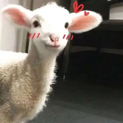 搞怪头像生活不易,小猪猪叹气腾讯新闻
