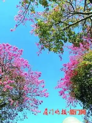 厦门气象入秋四年以来最晚