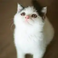 测试一个超长简介的文章