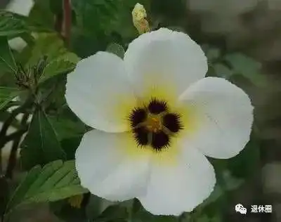 太全了100种花的花语,简直美炸天