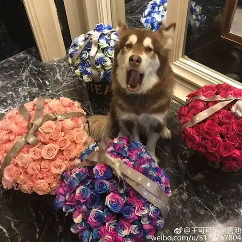 王思聪仅愿拿1万庆祝,却愿意拿百万养她奢靡生活引众人嫉妒