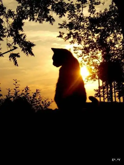 救猫,是一种自私的选择