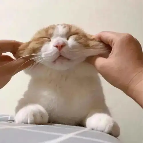 一波萌宠头像