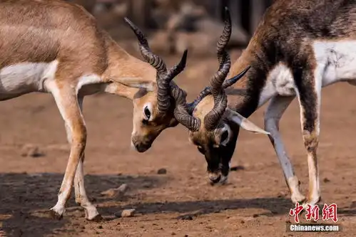 七夕将至动物情侣们组团秀恩爱