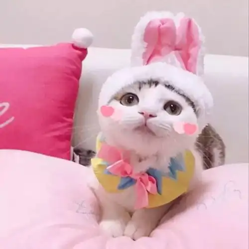 关于情侣头像