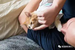 别人怀胎分娩拍纪念照他俩领只猫也来了一全套