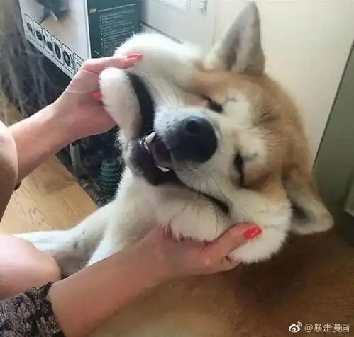 哈哈狗狗捏脸图,感觉可以做情侣头像,好可爱
