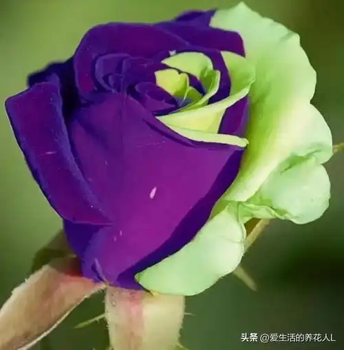 分享图片精美高贵的玫瑰花