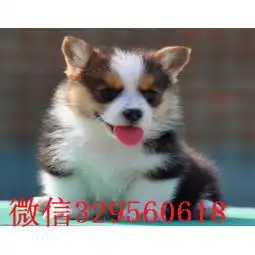 合肥哪里能买到双色柯基三色柯基柯基多少钱柯基价格