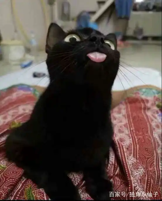 一只很多人拿来做头像的猫,曾被网友以为是假猫,网友是魔鬼吗