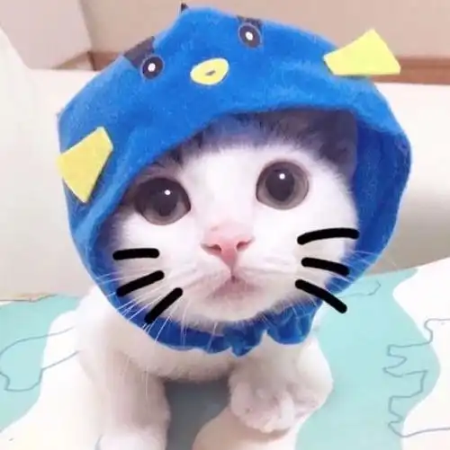 猫咪口炎一直不管会好吗