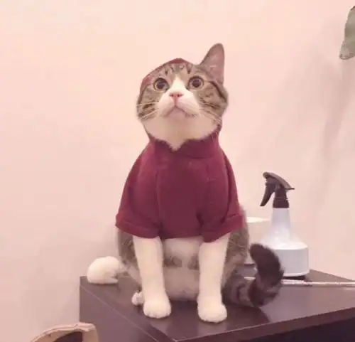instanight头像壁纸不求不妄,苦乐自当