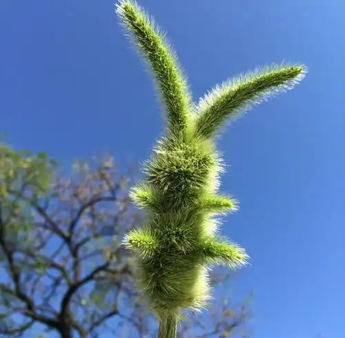 路旁随处可见的狗尾巴草,是小米的祖先,4大作用,农民早了解植物植株狗尾草网易订阅