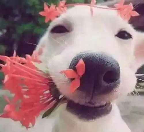 测试一个超长简介的文章