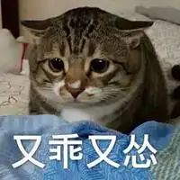 又乖又怂猫表情包微信头像图片大全