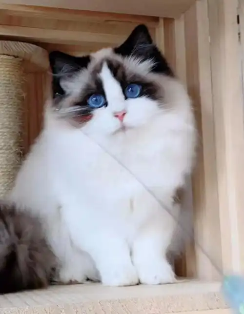 单身狗福音养猫的一大好处,科学证明养猫的人更容易找到对象