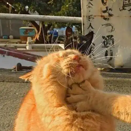 测试一个超长简介的文章