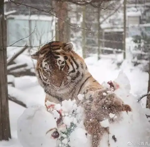 被东北虎温柔抚摸的雪人,脑袋炸了哈哈哈