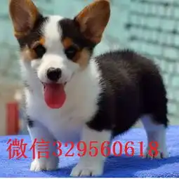 鞍山正规狗场犬舍直销柯基幼犬柯基犬图片纯种柯基幼犬宝宝柯基犬多少钱