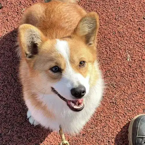 柯基也能当警犬到底是吉祥物还是真实力