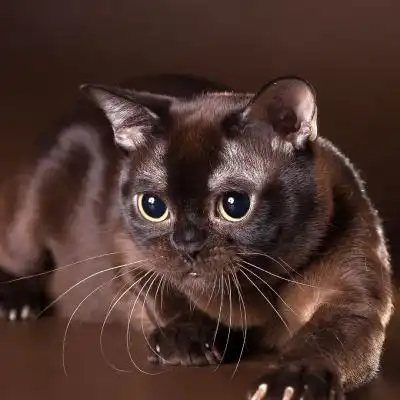 猫萌萌哒头像,可爱的小猫咪分享给用小猫做头像的女生