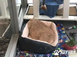 爱猫情侣想收养第三只猫意外被一只橘喵吉拉吸引