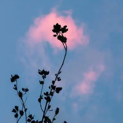 吉祥好运风景微信头像带来好运招财的图片